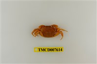 藏品(蔡氏澤蟹)的圖片